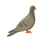 Burung Dara